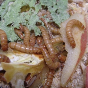 살아있는 식용 밀웜 2~3cm