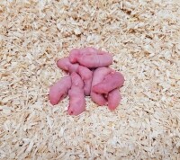 냉동 마우스 핑키 (1~3g)